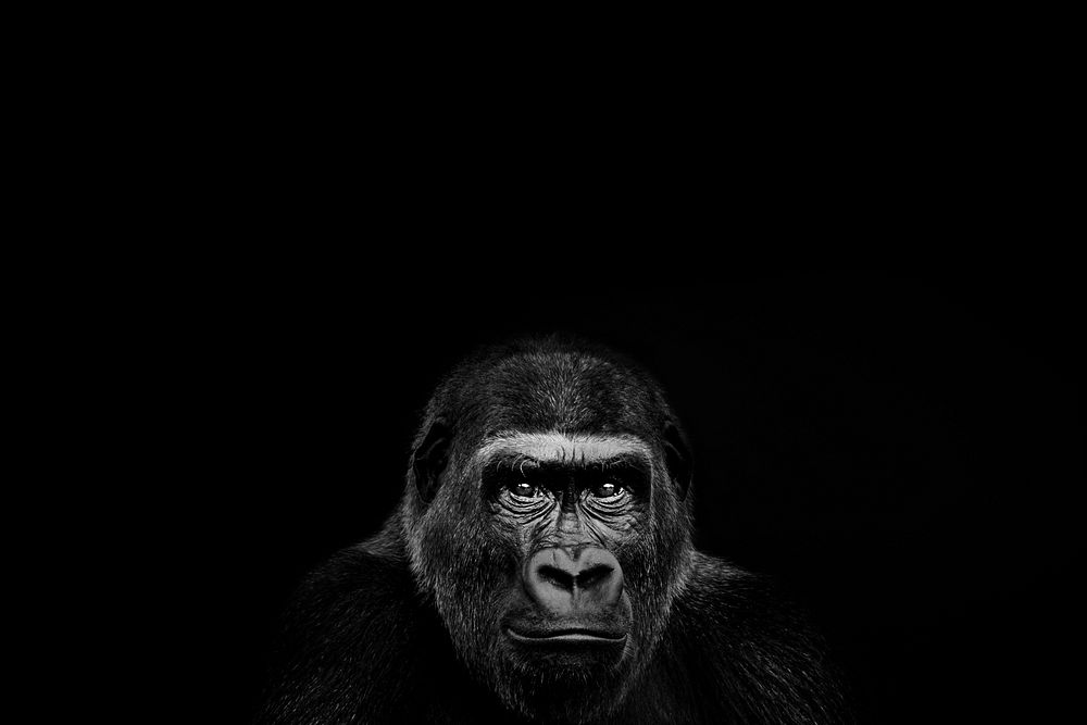 Black gorilla animal background