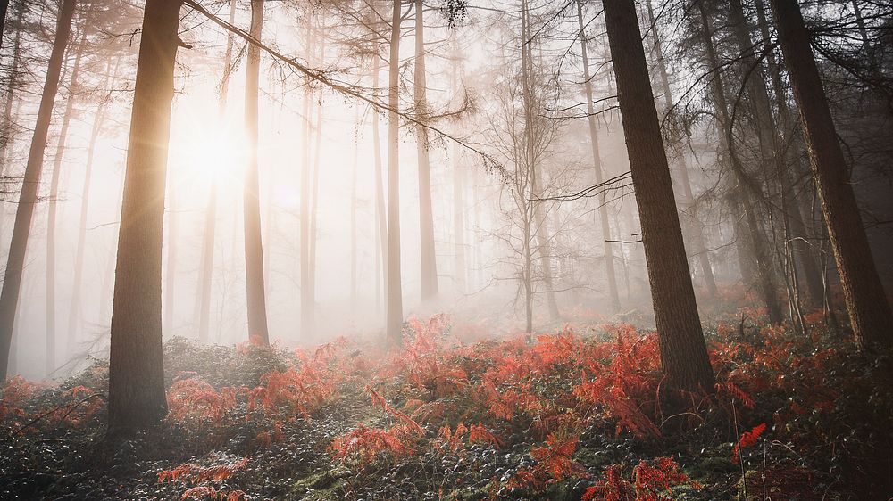 Aesthetic foggy forest desktop wallpaper, nature image