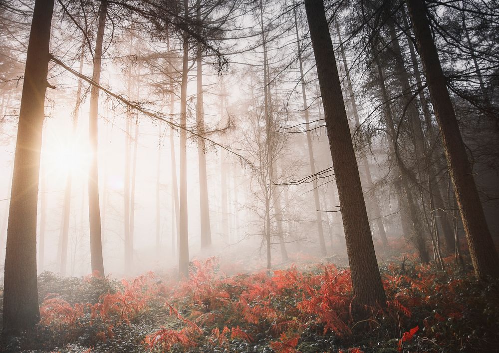 Aesthetic foggy forest background, nature image