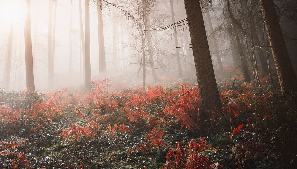 Aesthetic foggy forest background, nature image