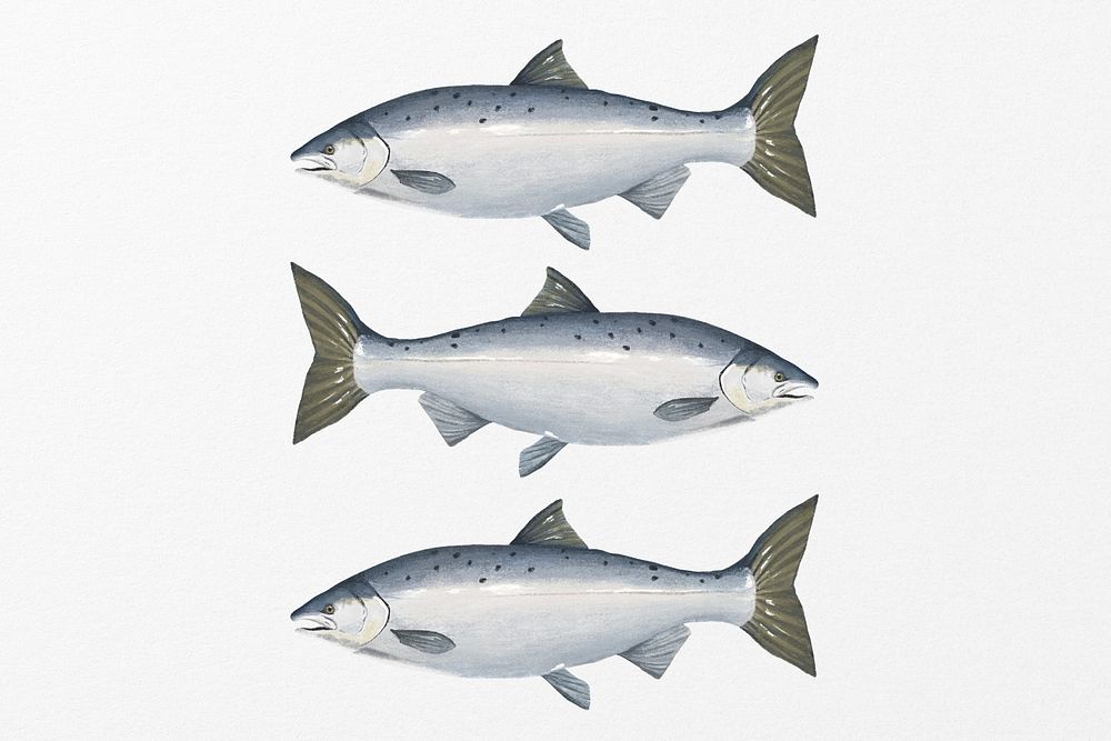 Salmon fish, seafood illustration