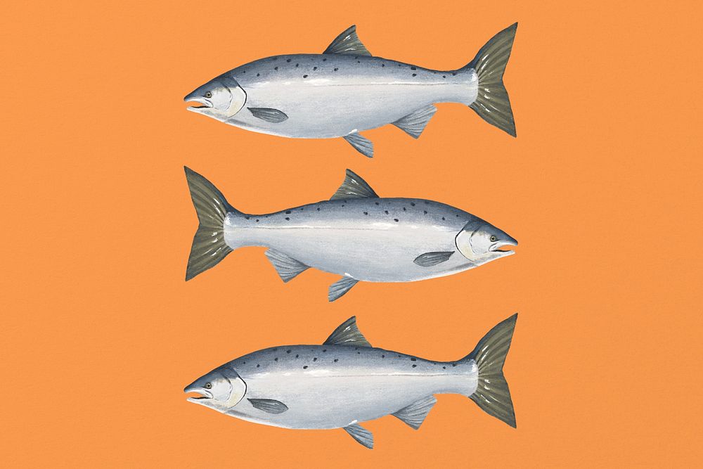 Salmon fish, seafood illustration