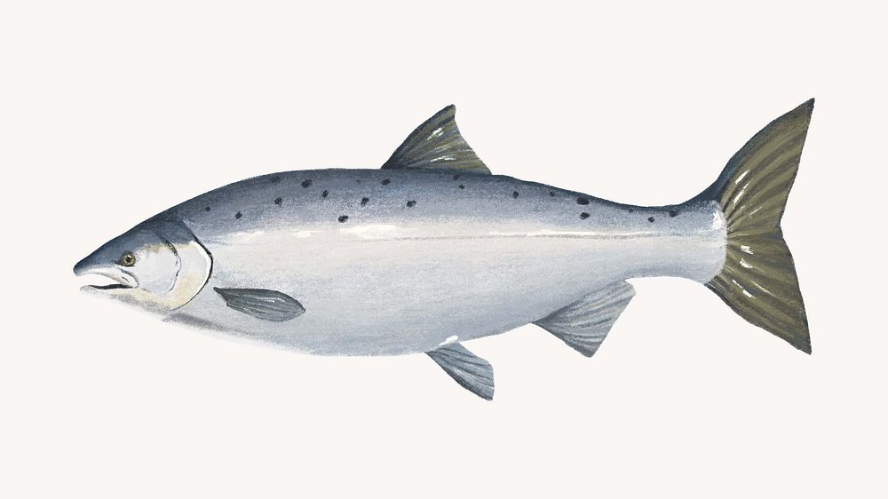 Fresh salmon  fish, seafood illustration