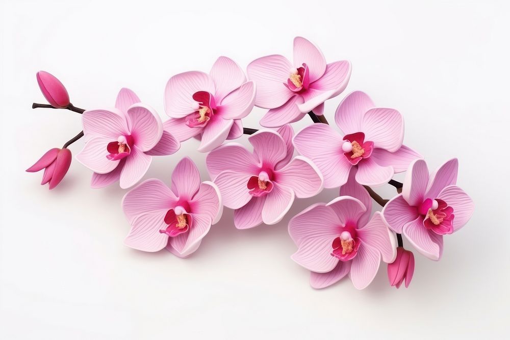 Flower orchid blossom plant. AI generated Image by rawpixel.