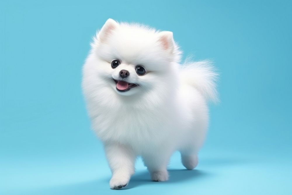 Pet pomeranian mammal animal. 