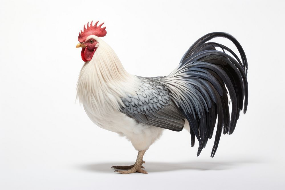 Chicken fowl poultry animal. AI generated Image by rawpixel.