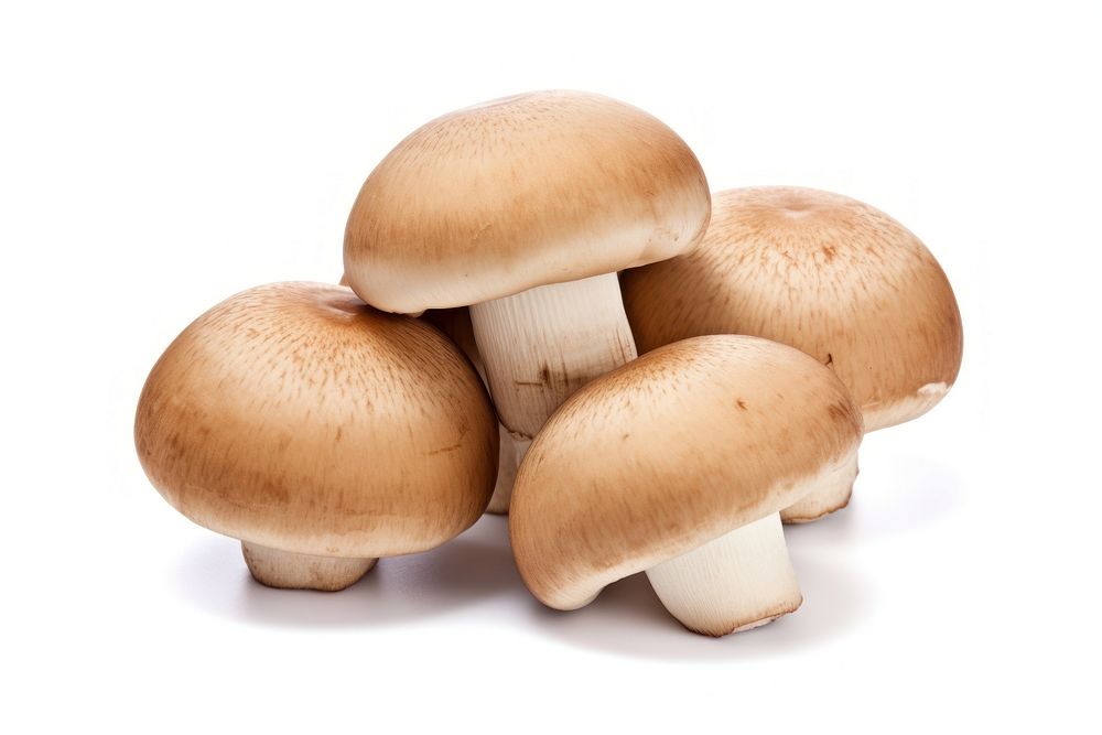 Mushroom fungus white background agaricaceae. 