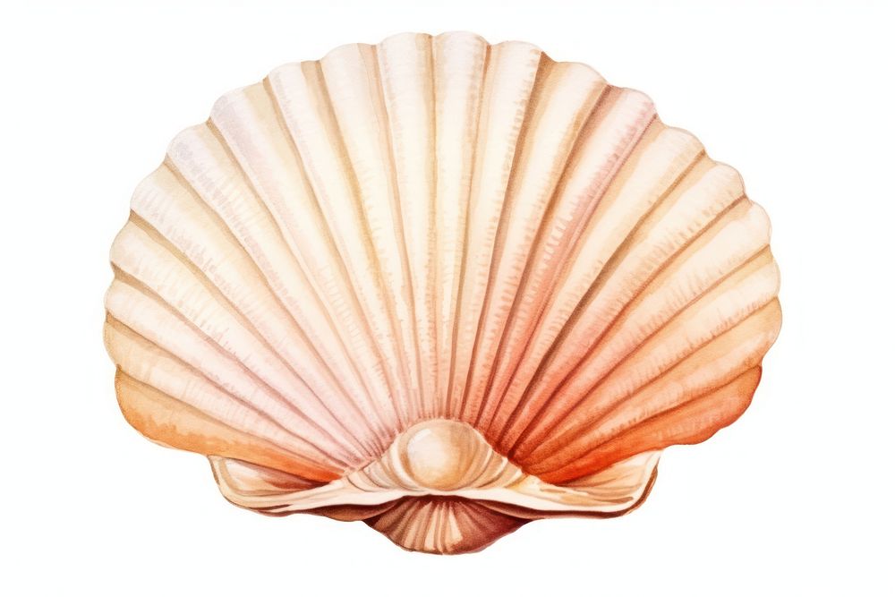 Seashell clam white background invertebrate. 