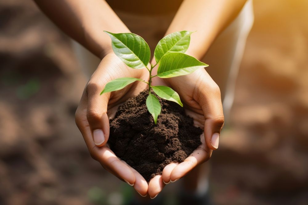 Planting soil gardening sunlight. 