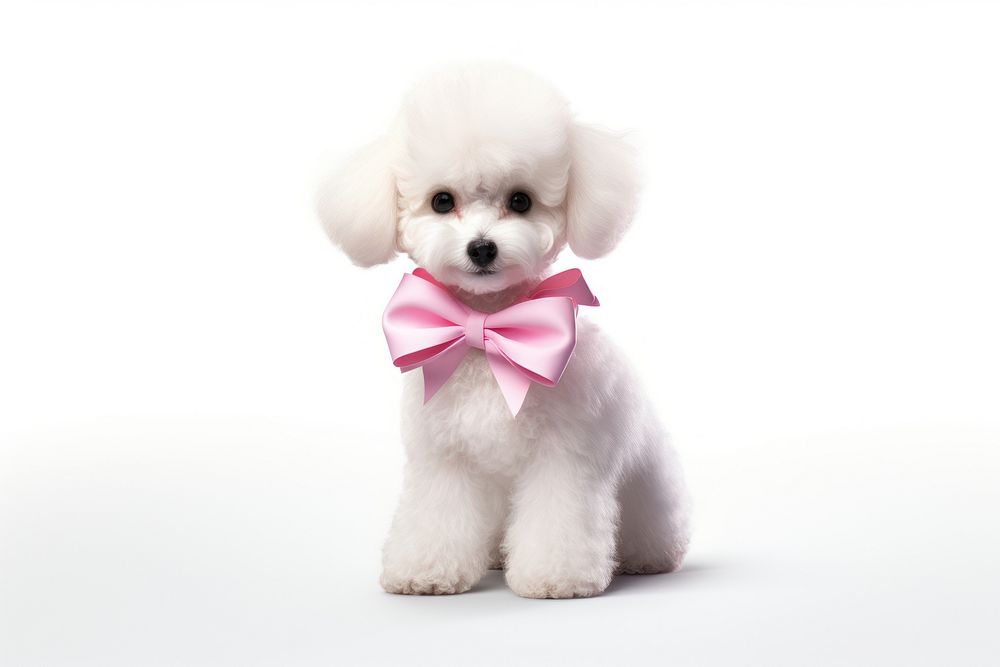 Puppy animal mammal poodle. 