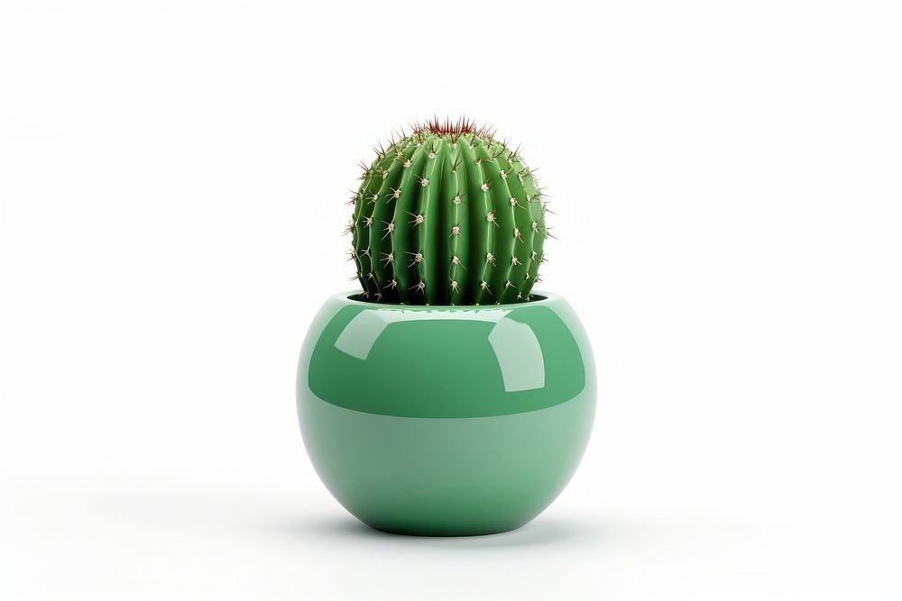 Cactus plant vase white background. 