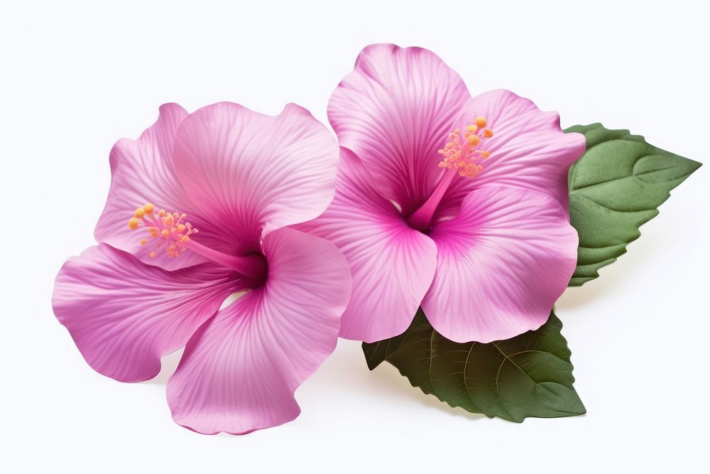 Flower hibiscus blossom petal. AI generated Image by rawpixel.