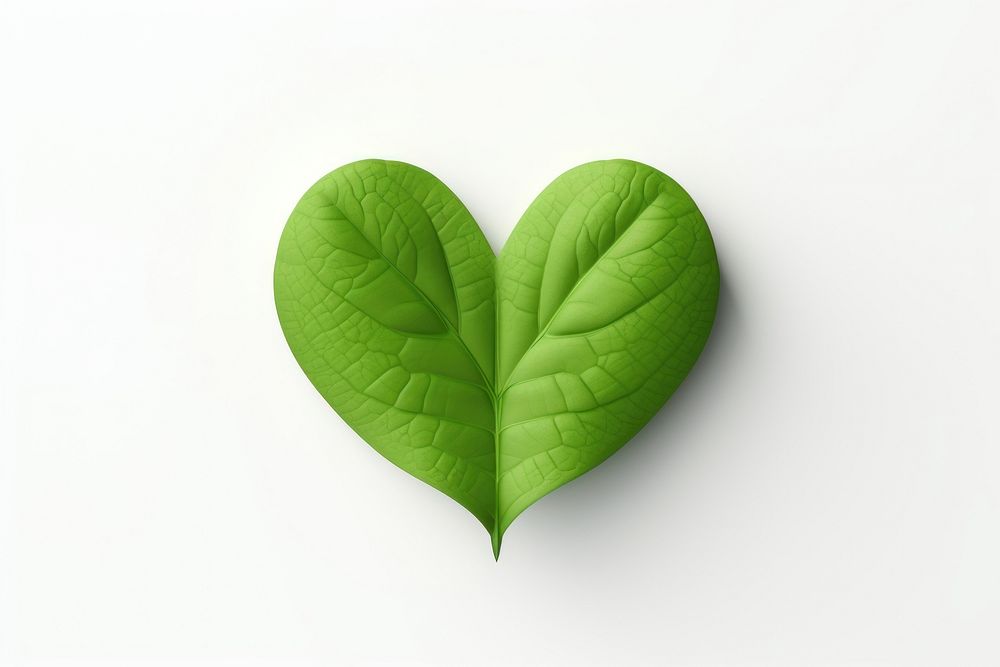 Leaf plant heart white background. 