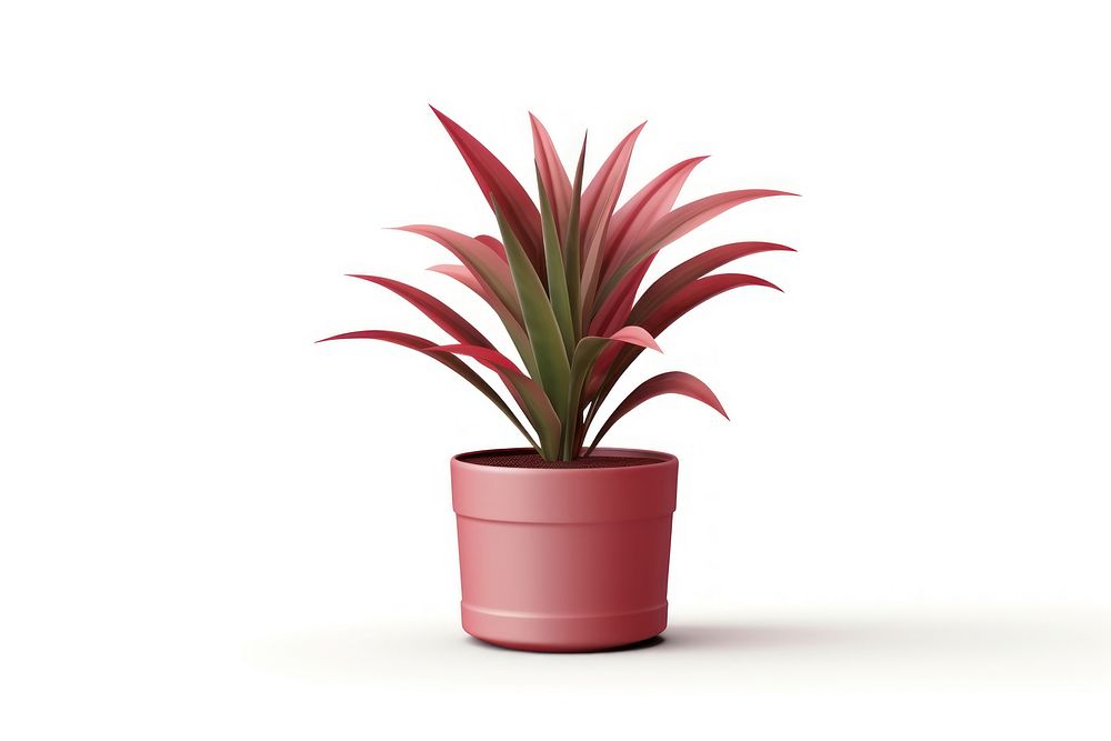 Plant flower white background bromeliaceae. AI generated Image by rawpixel.