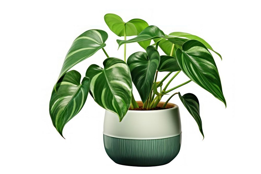 Plant houseplant flower green. AI generated Image by rawpixel.