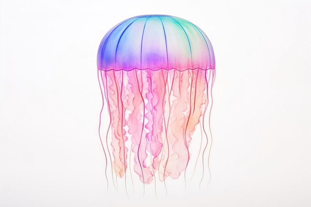 Jellyfish invertebrate transparent underwater. 