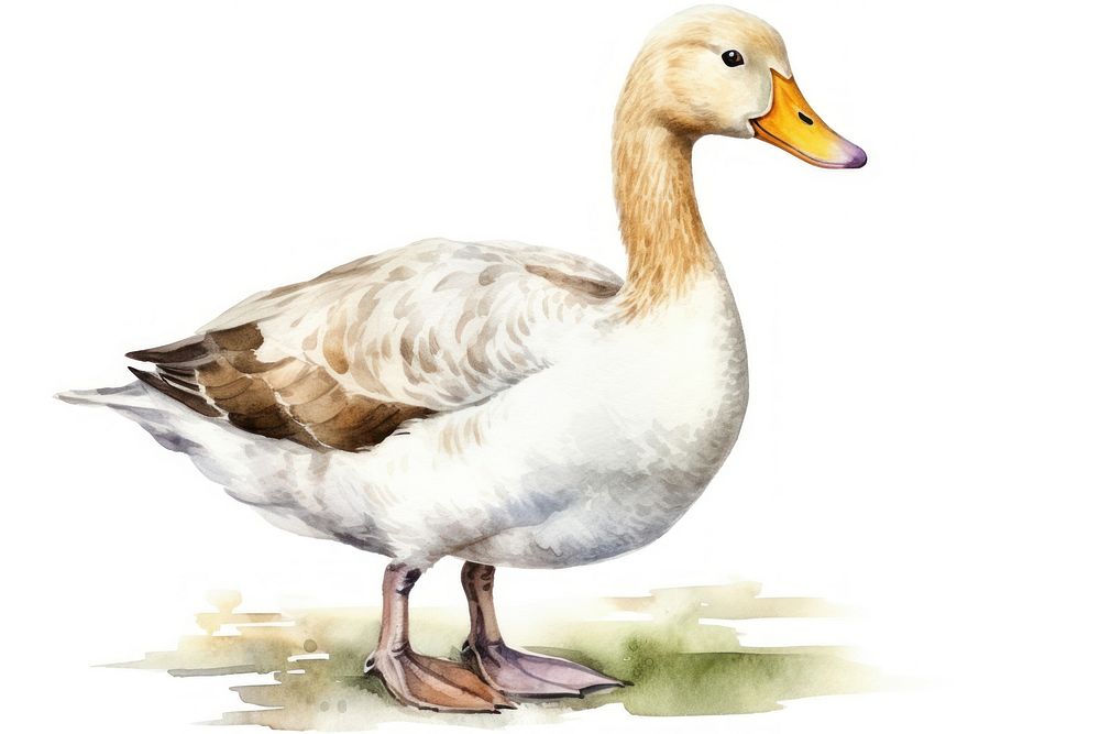 Duck animal goose bird. 