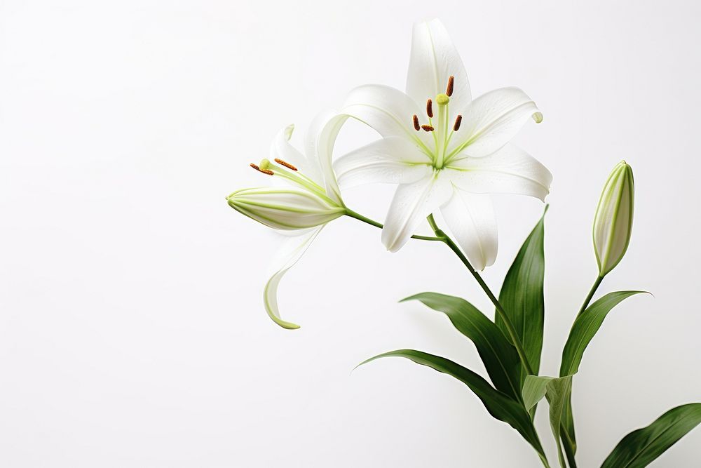 Lily flower plant white. AI generated Image by rawpixel.