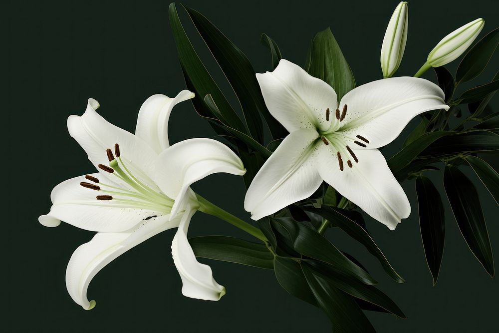 Lily flower plant white. 