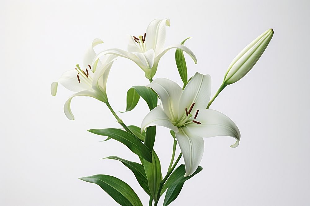 Lily blossom flower plant. AI generated Image by rawpixel.