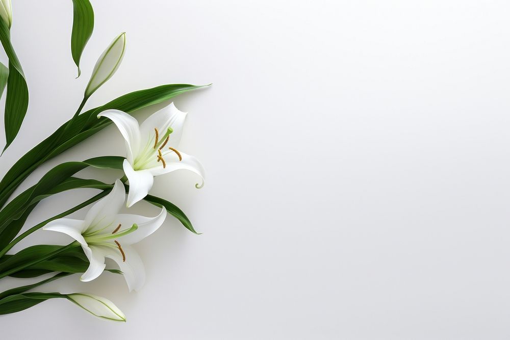 Flower plant white green. AI generated Image by rawpixel.