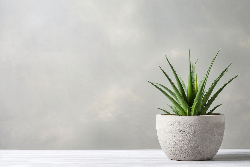 Aloe flowerpot plant wall. AI generated Image by rawpixel.