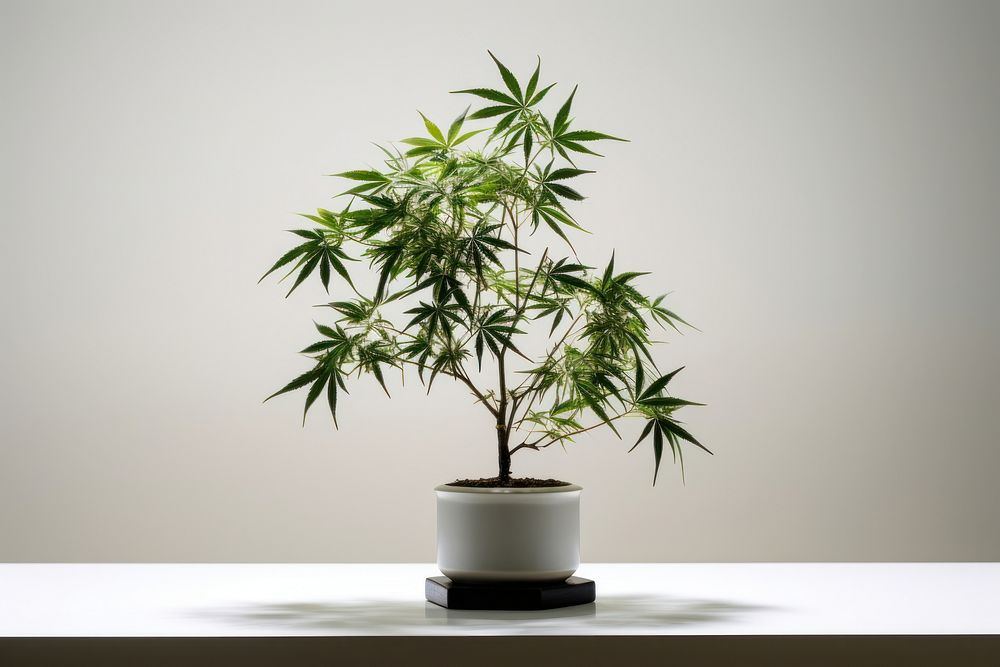 Cannabis plant leaf tree. AI generated Image by rawpixel.