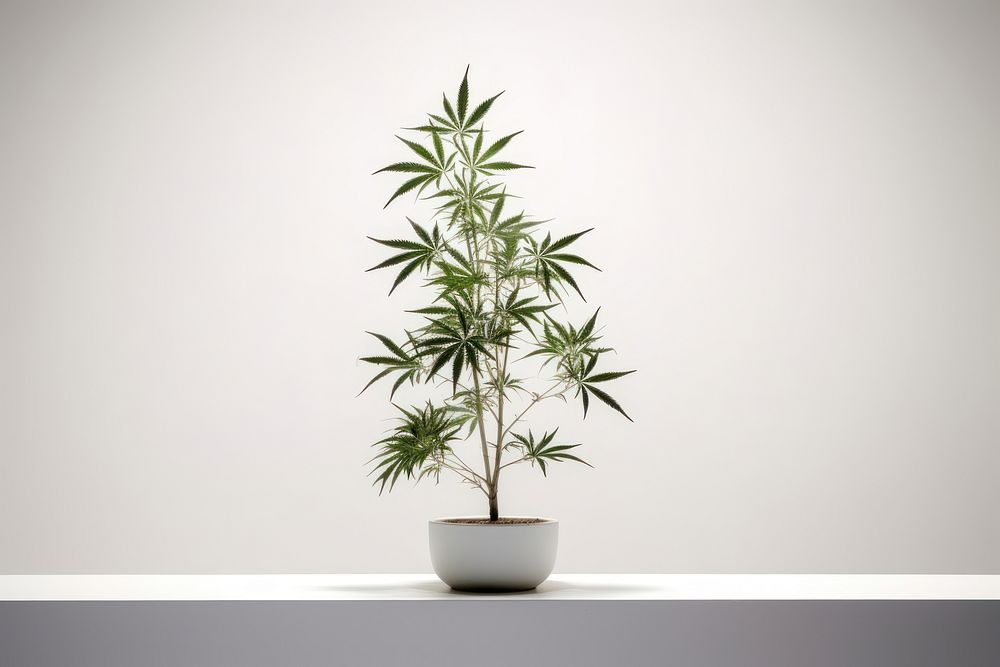 Tree cannabis plant houseplant. AI generated Image by rawpixel.