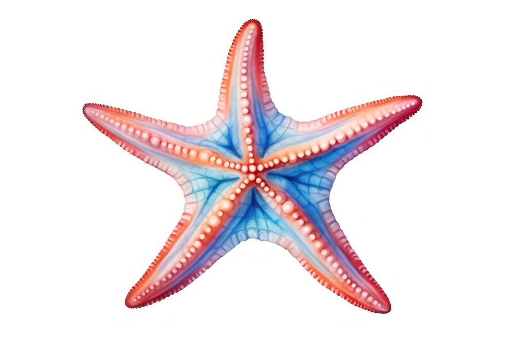 Starfish white background invertebrate echinoderm. AI generated Image by rawpixel.