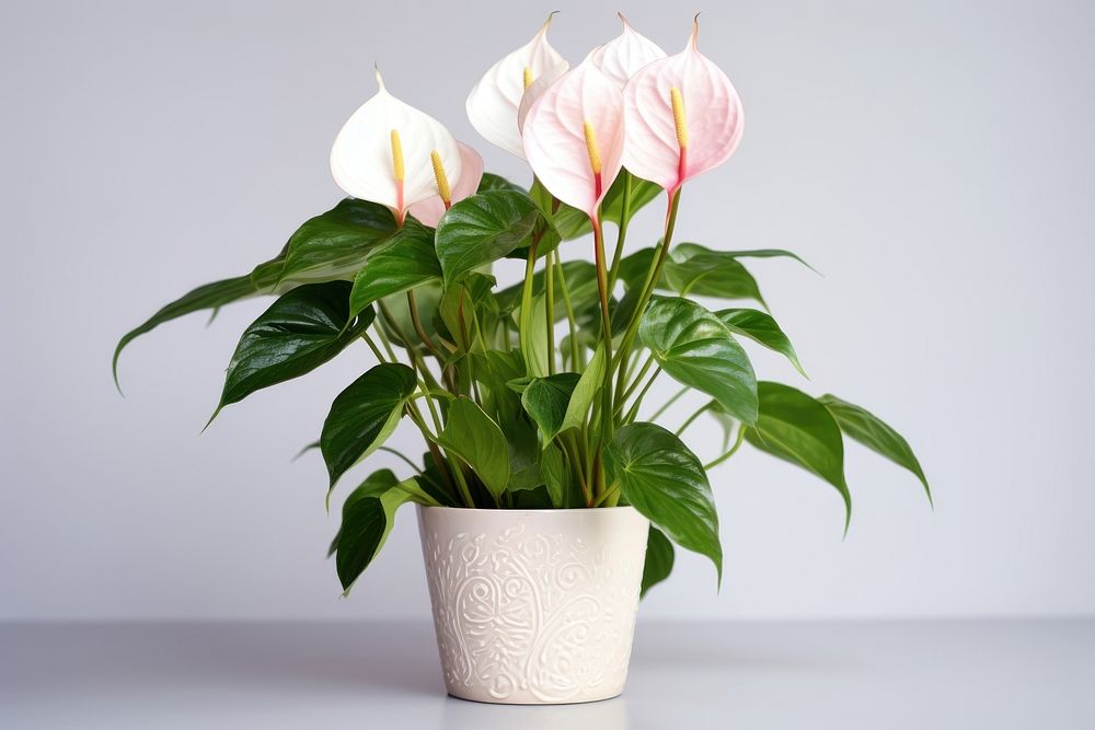 Flower plant flowerpot anthurium. 