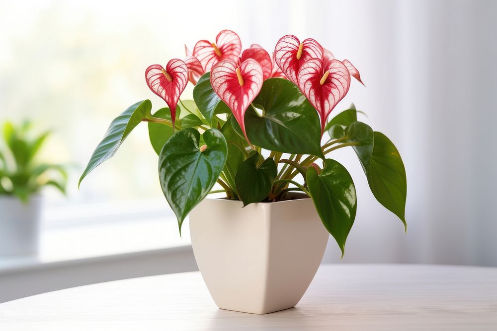Flower plant flowerpot anthurium. AI generated Image by rawpixel.