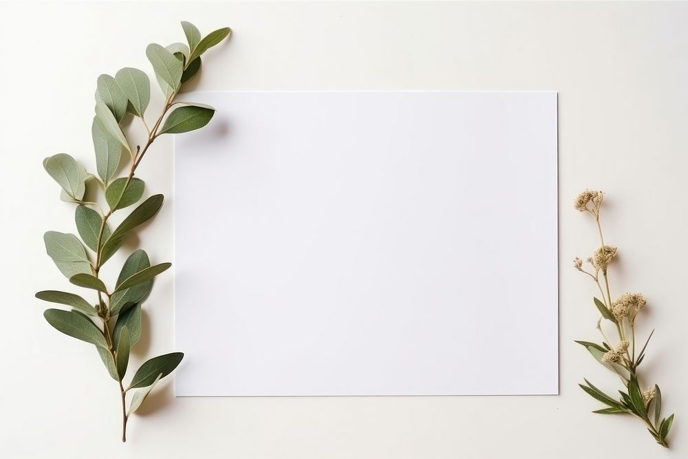 Plant white leaf white background. 