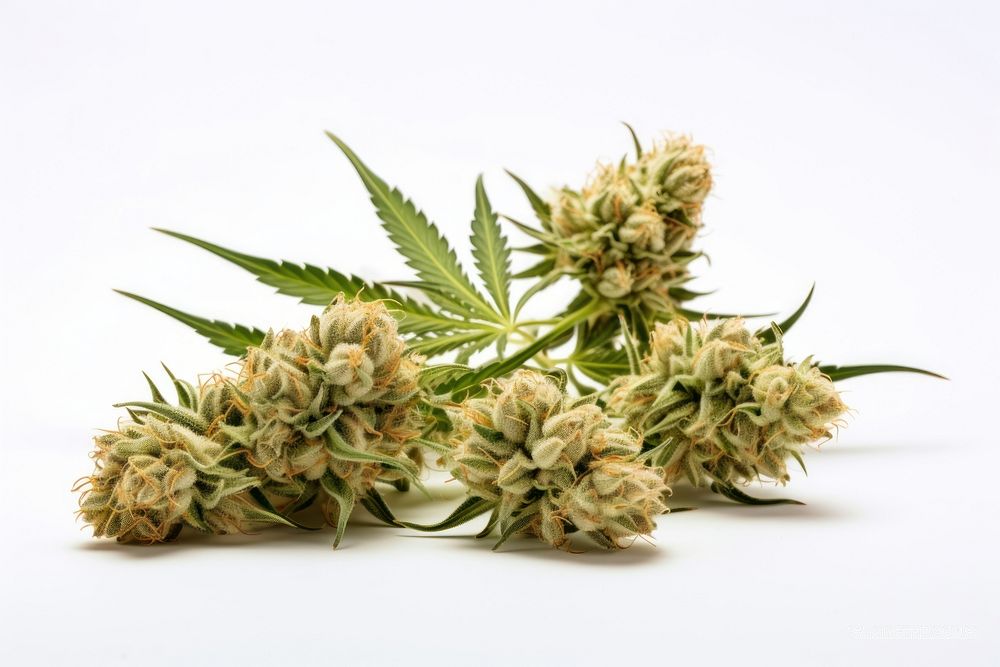 Cannabis narcotic flower plant. 