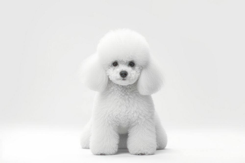 Poodle mammal animal puppy. 