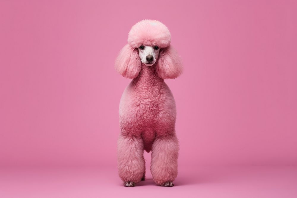 Poodle mammal animal pet. 