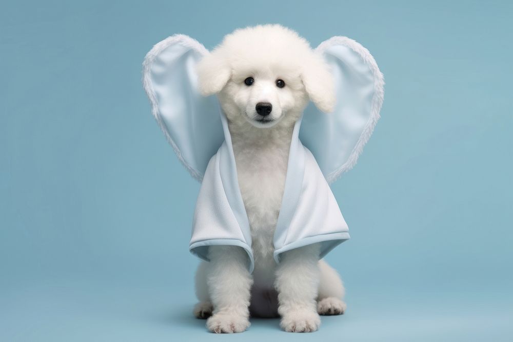 Puppy animal mammal poodle. 