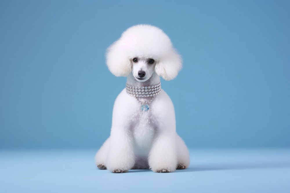 Poodle dog animal mammal. 