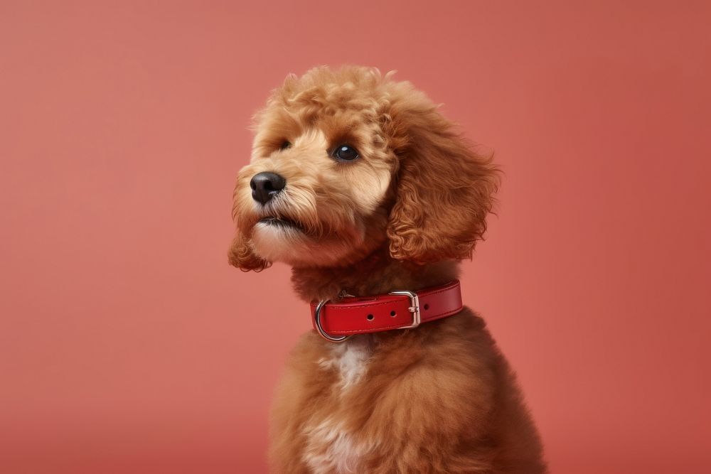 Puppy dog animal mammal. AI generated Image by rawpixel.