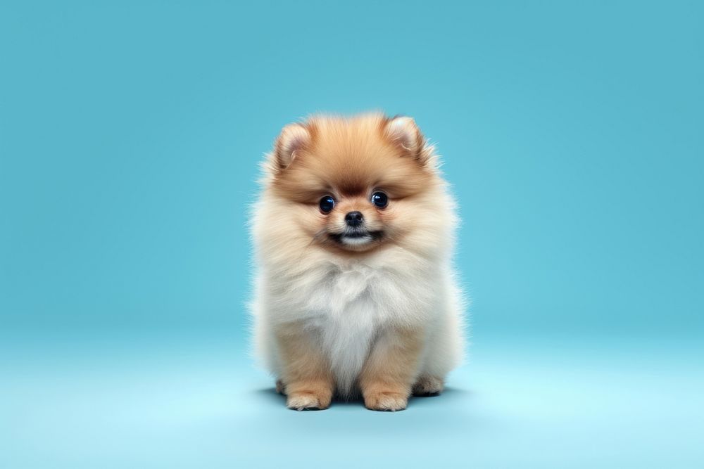 Pomeranian mammal animal puppy. 