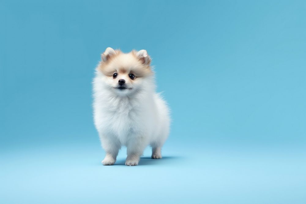 Pomeranian mammal animal puppy. AI generated Image by rawpixel.