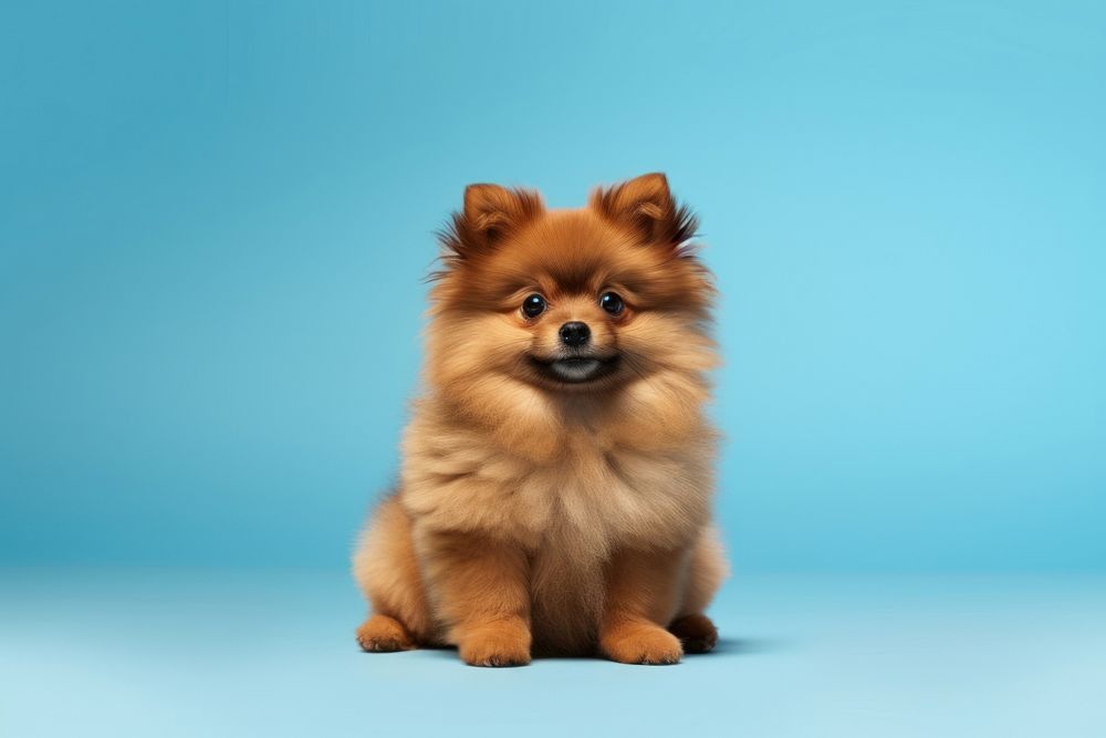 Pomeranian mammal animal puppy. AI generated Image by rawpixel.