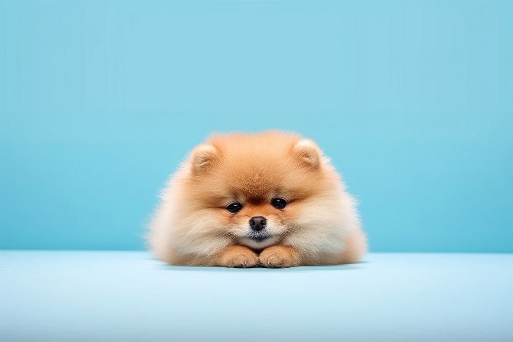 Pomeranian mammal animal puppy. AI generated Image by rawpixel.