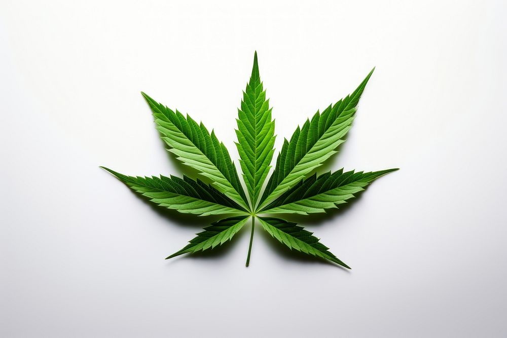 Leaf cannabis plant herbs. AI generated Image by rawpixel.