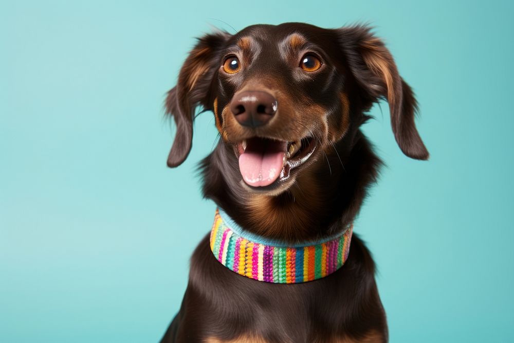 Collar pet dachshund smiling. AI generated Image by rawpixel.