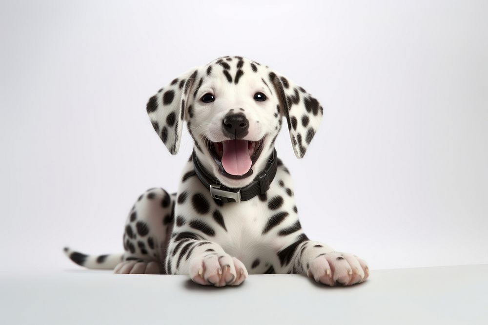 Puppy pet dalmatian animal. 