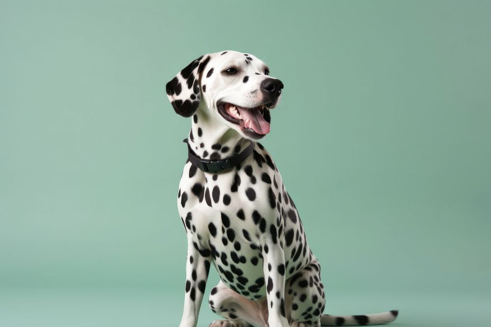 Dalmatian animal mammal pet. 