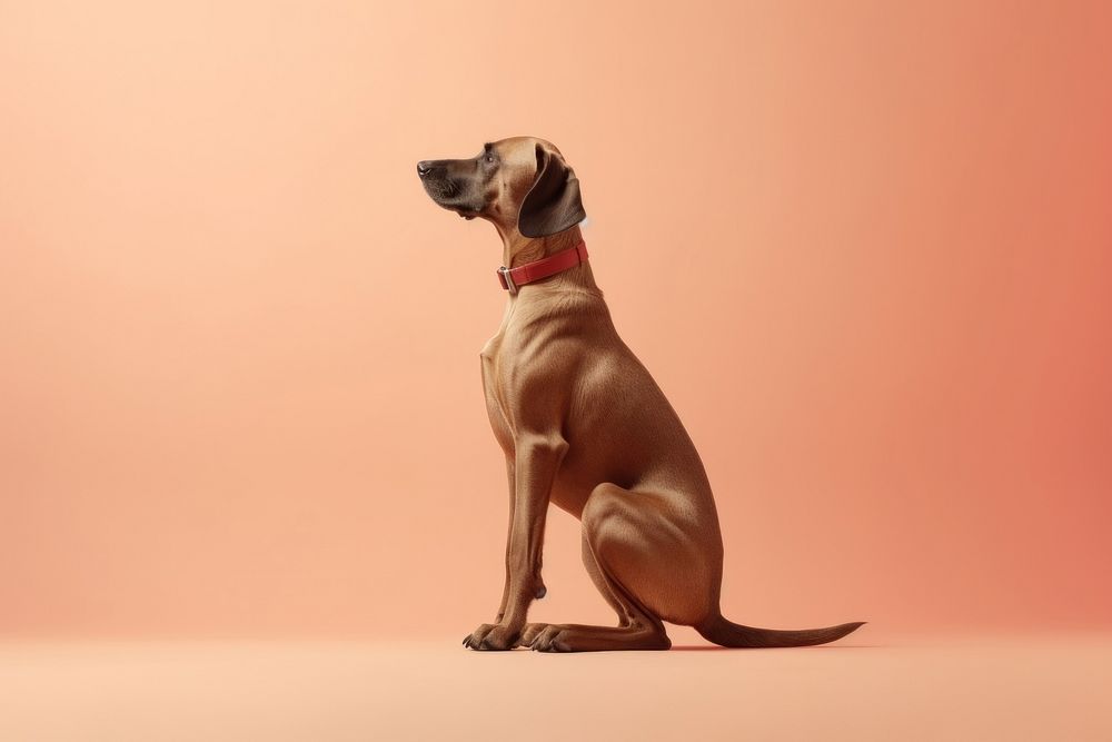 Dog animal mammal hound. AI generated Image by rawpixel.