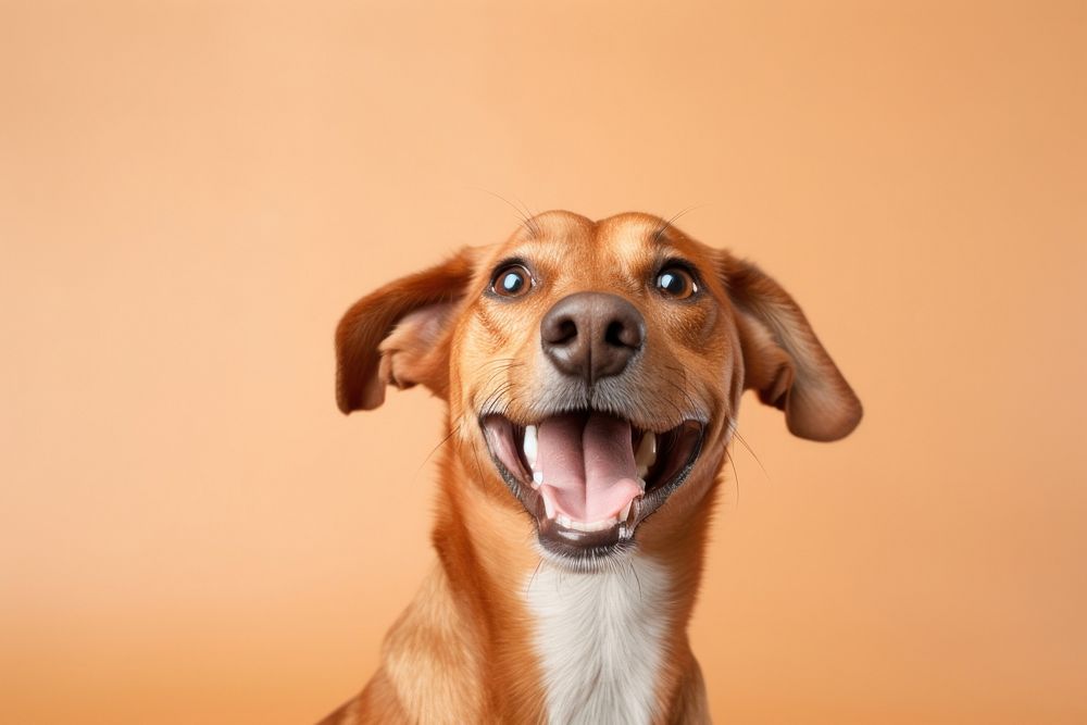 Dog mammal animal beagle. AI generated Image by rawpixel.