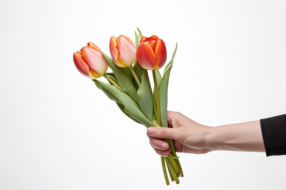 Tulip hand flower plant. 