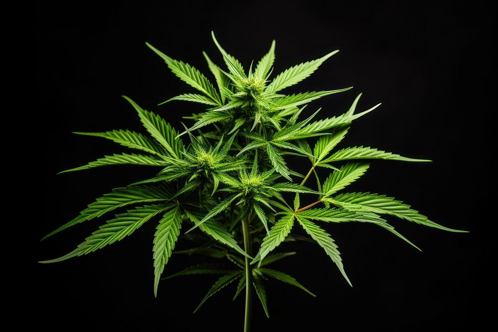 Cannabis plant black leaf. 